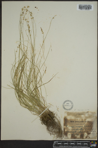 Carex rosea var. radiata image