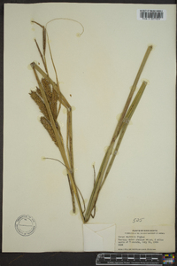 Carex rostrata image