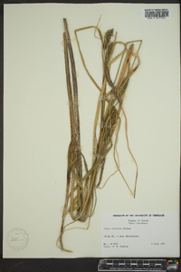 Carex rostrata image