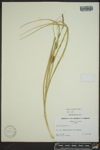 Carex rostrata image