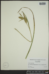 Carex rostrata image