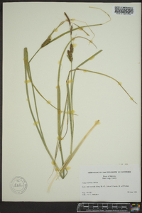Carex rostrata image