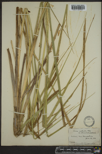 Carex rostrata image