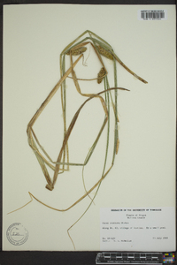 Carex rostrata image