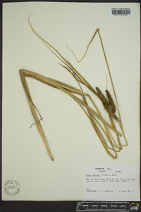 Carex rostrata image