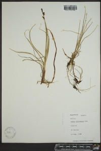 Carex rotundata image