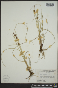 Carex rotundata image