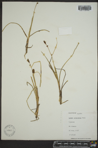 Carex rotundata image