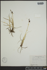 Carex rotundata image