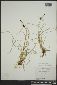 Carex rotundata image