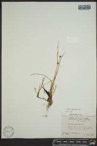 Carex rotundata image