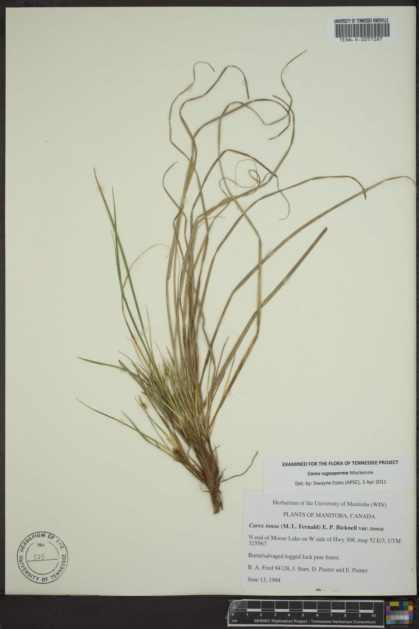 Carex rugosperma image