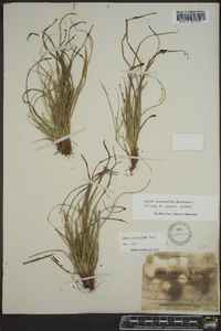 Carex rugosperma image