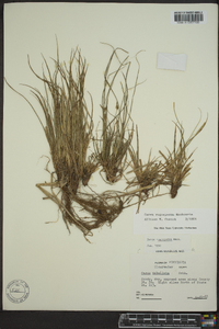 Carex rugosperma image