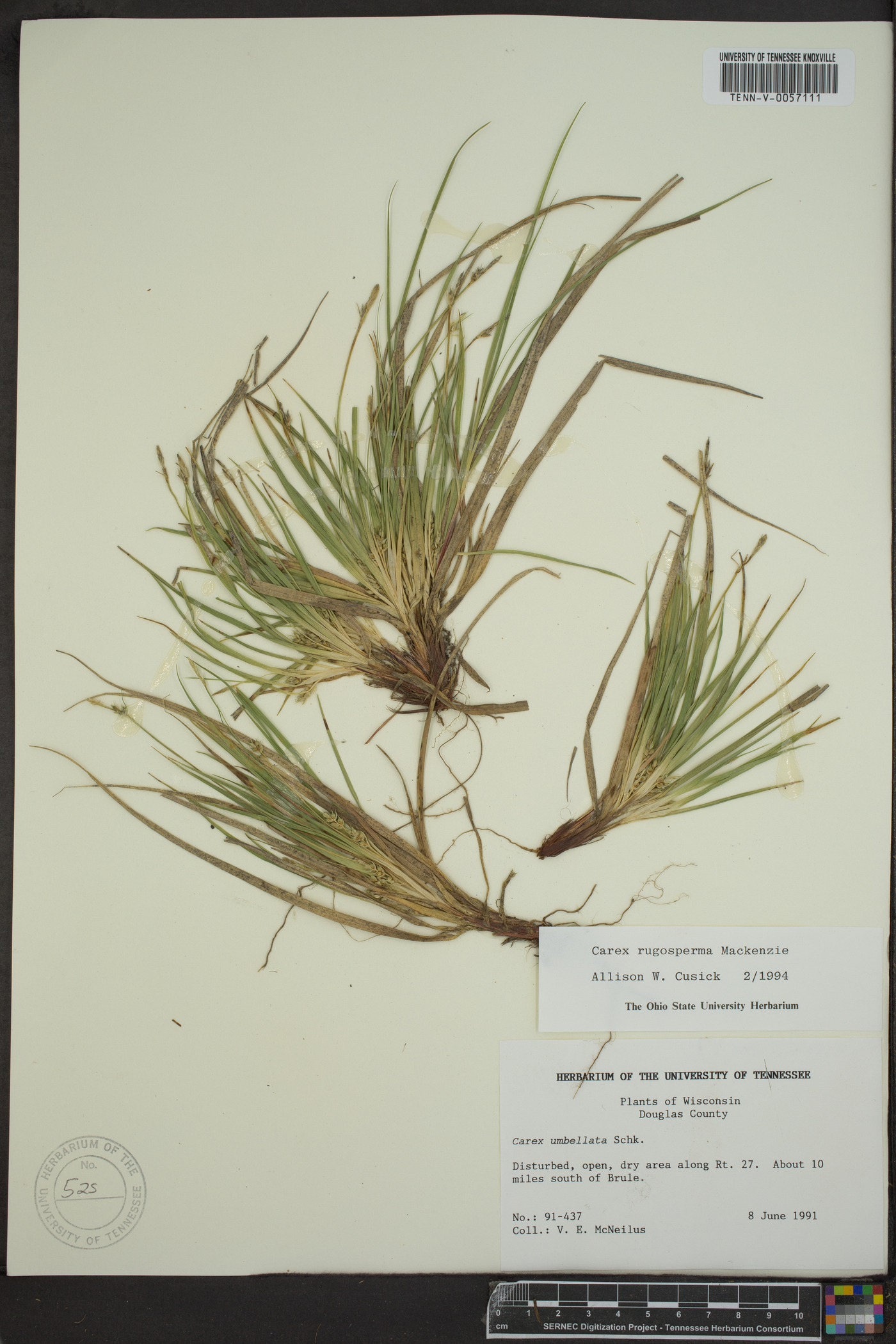 Carex rugosperma image