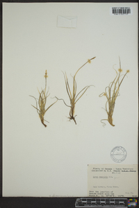 Carex rupestris image