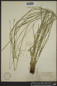 Carex ruthii image