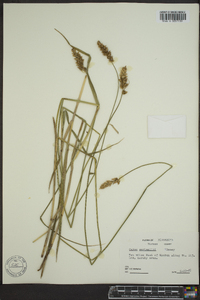 Carex sartwellii image