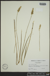 Carex sartwellii image