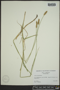 Carex sartwellii image