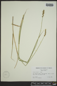 Carex sartwellii image