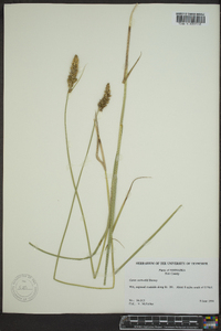 Carex sartwellii image