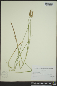 Carex sartwellii image