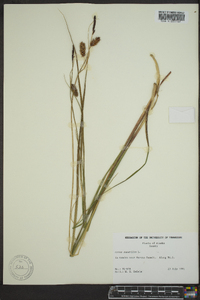 Carex saxatilis image