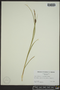 Carex saxatilis image