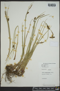 Carex saxatilis image