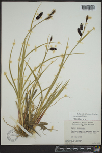 Carex saxatilis image