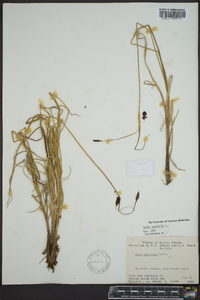 Carex saxatilis image