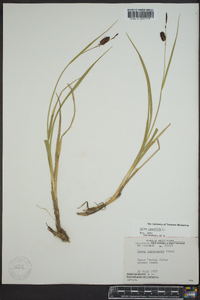 Carex saxatilis image