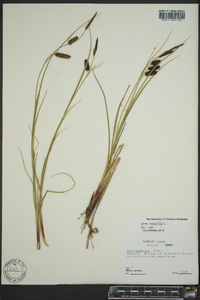 Carex saxatilis image