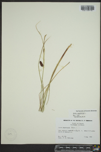 Carex saxatilis image