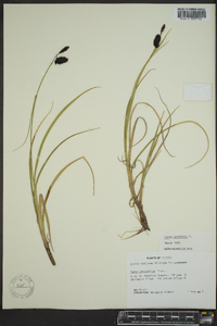 Carex saxatilis image