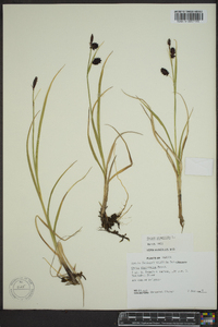 Carex saxatilis image