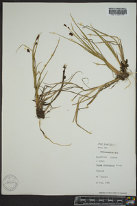 Carex saxatilis image