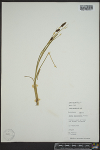 Carex saxatilis image