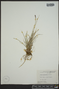 Carex scirpoidea image