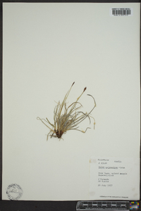 Carex scirpoidea image