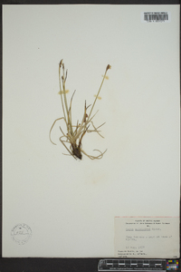 Carex scirpoidea image