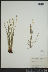 Carex scirpoidea image