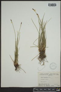 Carex scirpoidea image