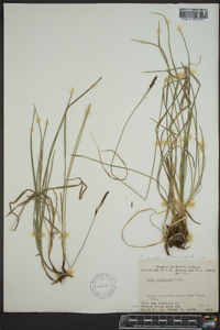 Carex scirpoidea image