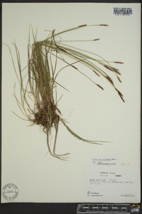 Carex scirpiformis image