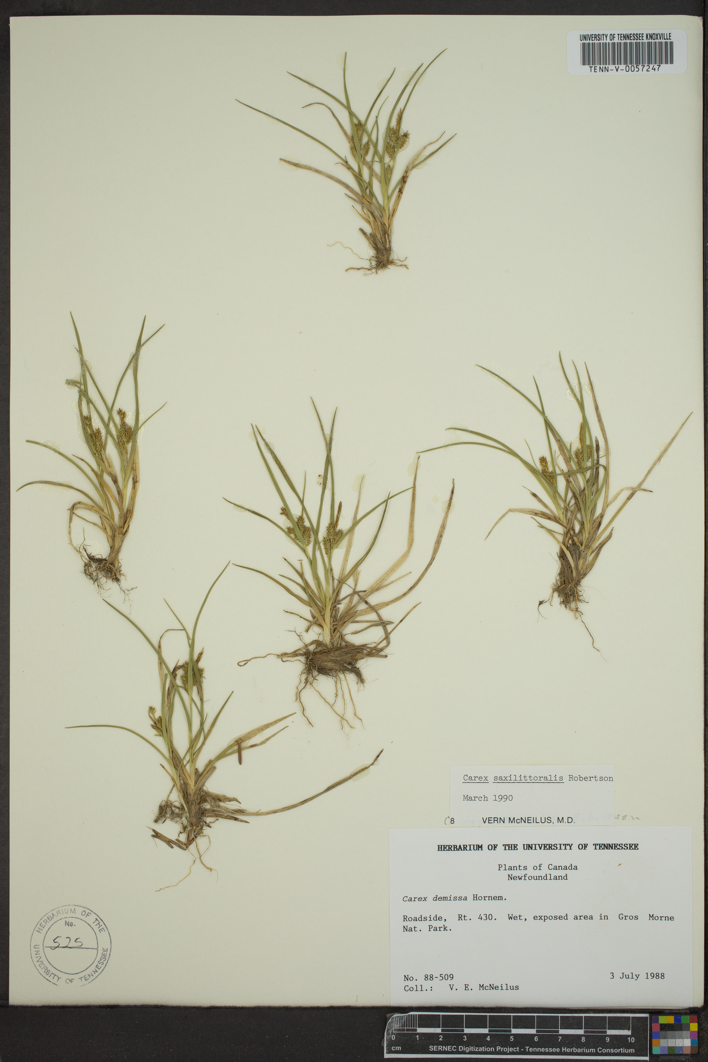 Carex saxilittoralis image
