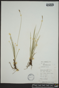 Carex scirpiformis image