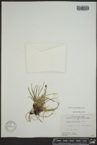 Carex scirpiformis image