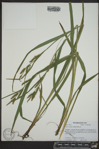 Carex scabrata image